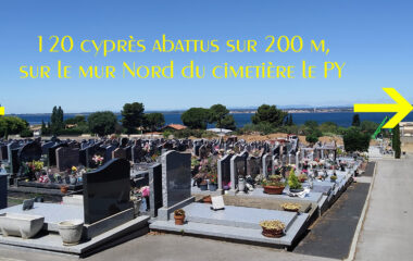 Arbres à Sète : abattage de 120 cyprès, et absence de consultation